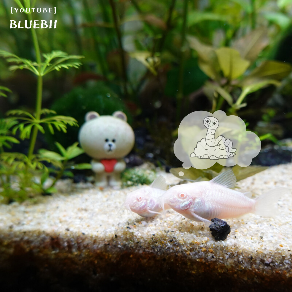 BLUEBII4's tweet photo. Miss you.
YouTube : BLUEBII
.
.
.
#albinocorydoras #miss #worms #aquarium #fish #hungry #supportsmallyoutubers https://t.co/3RrDIXhWwA