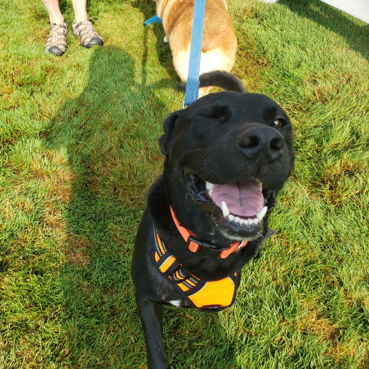 mhumane's tweet photo. Happy #MuttMarch day! Head over to our Facebook page at 9:30a for the official kickoff livestream at https://t.co/HtikKcntqP. Make sure to post photos of your walk using #TeamMuttMarch. https://t.co/K3qfpyHTHG
