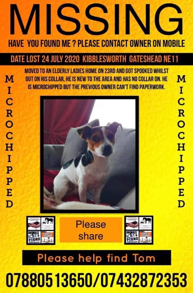 LisaLisaw1's tweet photo. Please RT #FindTom #JackRussellTerrier #Missing #Kibblesworth #Gateshead #NorthEast Friday 24.07.20 All details on his poster @RSPCA_official TY https://t.co/LWeWOBghXn