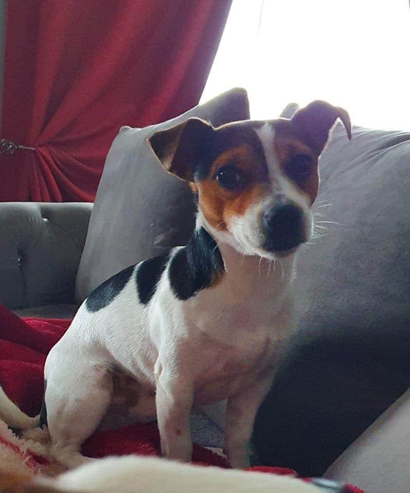 LisaLisaw1's tweet photo. Please RT #FindTom #JackRussellTerrier #Missing #Kibblesworth #Gateshead #NorthEast Friday 24.07.20 All details on his poster @RSPCA_official TY https://t.co/LWeWOBghXn