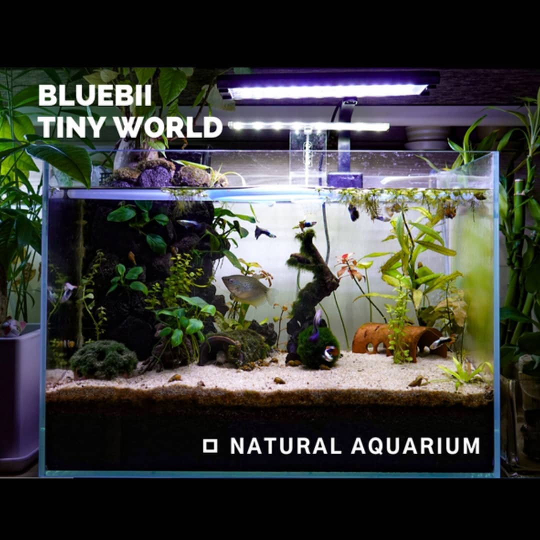 BLUEBII4's tweet photo. Ep05. Peaceful Day. :)
YouTube Channel : BLUEBII
.
.
#guppy #corydoras #gourami #naturalaquariums #aquatank #aquaplants #물멍 #물생활 #물생활그램 #구라미 #구피 #코리도라스 #힐링 #supportsmallyoutubers https://t.co/c64ASQlpCe