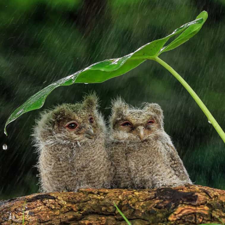 Mxstr76ArmyMom's tweet photo. Wet owls are my new favorite thing to look up when I feel down. #BPD #BPDpositive π #borderlinepersonalitydisorder https://t.co/UV4tocgG9T