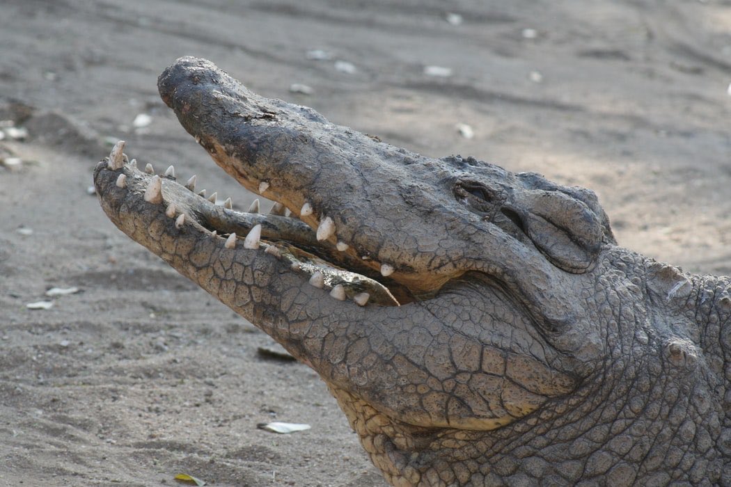 BSPCA_BH's tweet photo. #Interestingfact #crocodile

A crocodile cannot stick its tongue out. https://t.co/LPWji5U7Hd