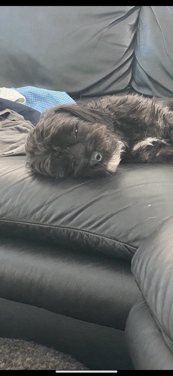 PepperandChewy's tweet photo. 너무 졸리다 😴 https://t.co/FFCzKS6WLR