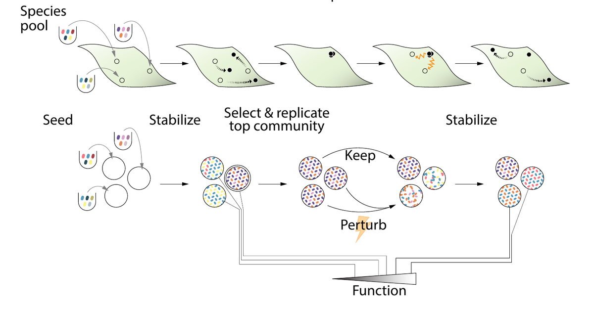 Directed evolution of microbial communities is basically searching for stable high-functioning communities in steps: 1) stabilize 2) select and replicate the best community 3) keep one copy intact and perturb the rest. Repeat from step1. 6/11