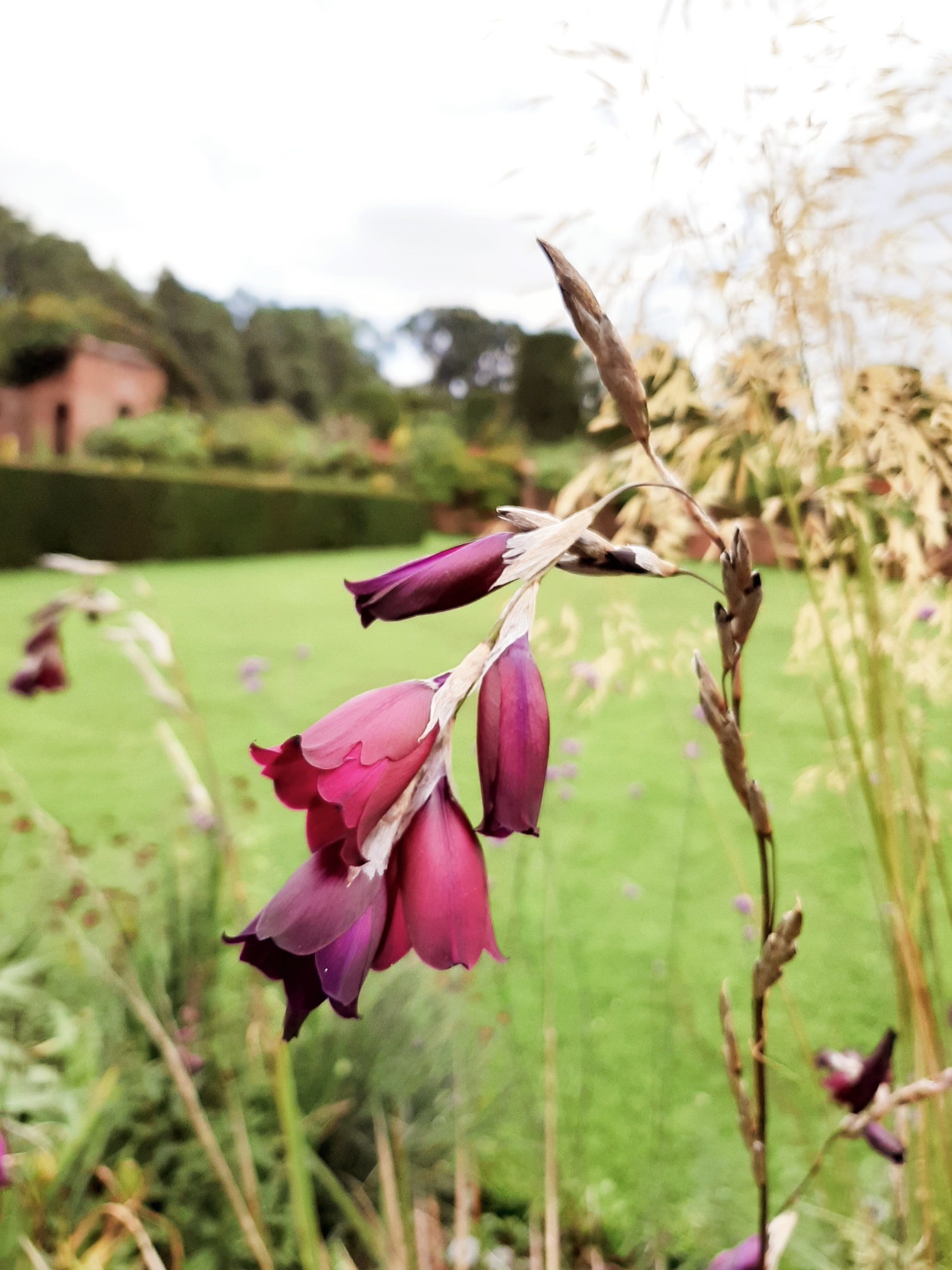 Packwood on X: Dierama Pulcherrimum 'Merlin', also known as 'Angel's  Fishing Rod,' this stunning maroon purple form has been extremely popular  with visitors admiring our Double Borders. The dark, bell shaped flowers