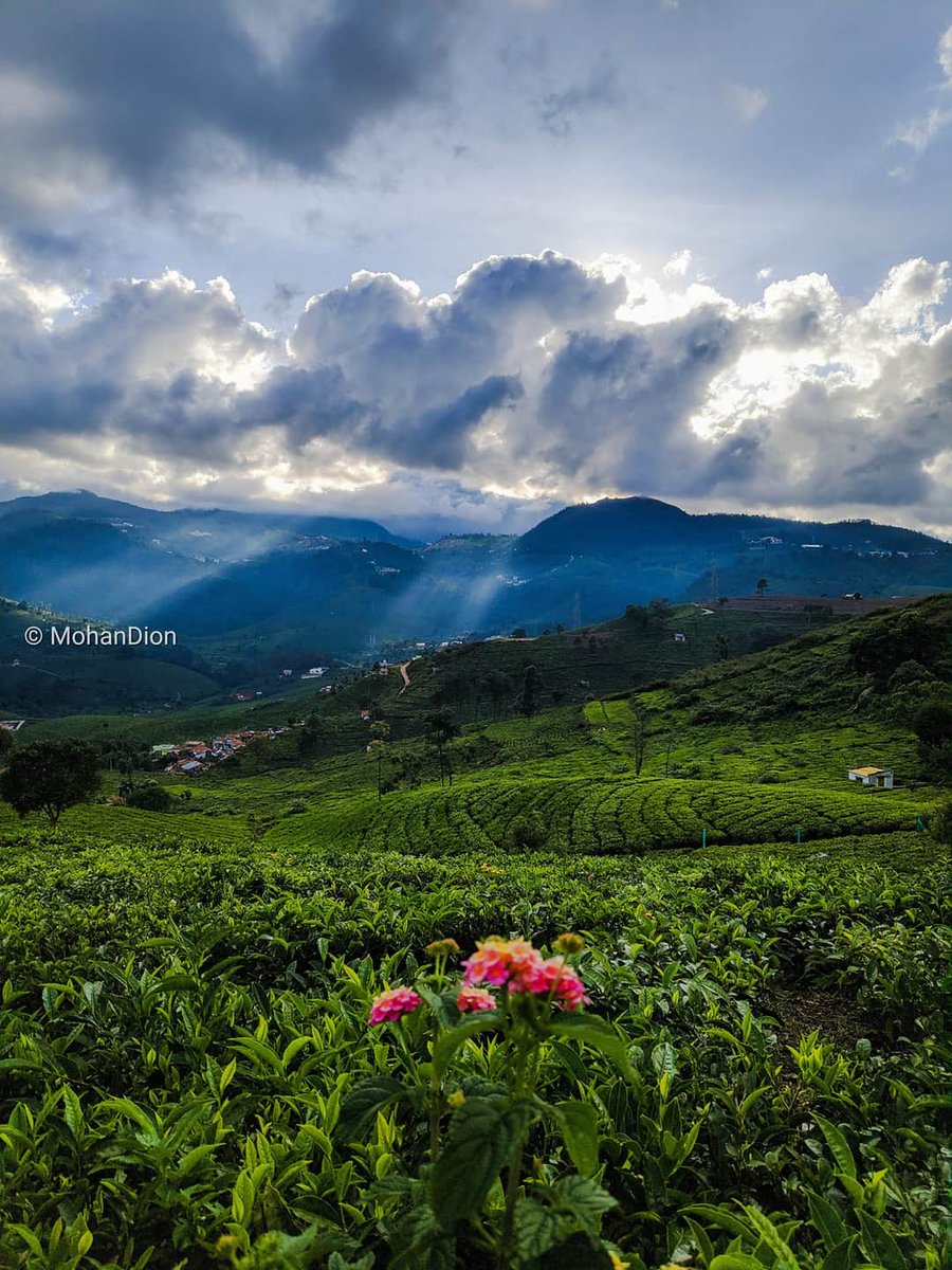 tweetKishorec's tweet photo. Beautiful Nilgiris Pc - MohanDion https://t.co/obrJuVZQCh