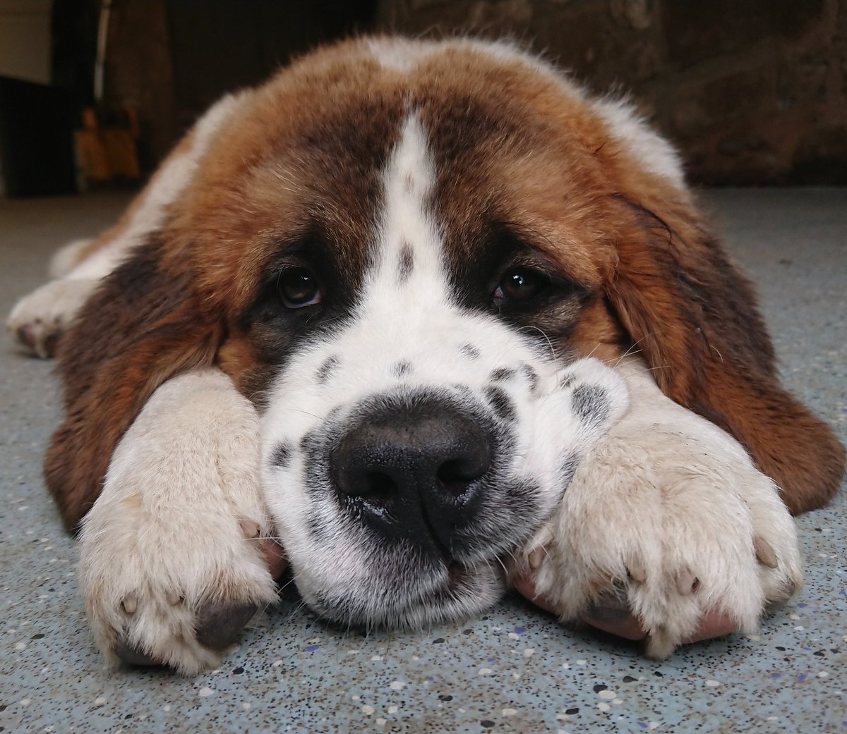 WoofWalkies's tweet photo. I know we shouldn't have favourites but the camera loves her 😍

#StBernard #Puppy #Daisy #WoofWalkies #DoggyDaycare #Wrexham #NorthWales #DogsofTwittter https://t.co/3WTkAogiUk