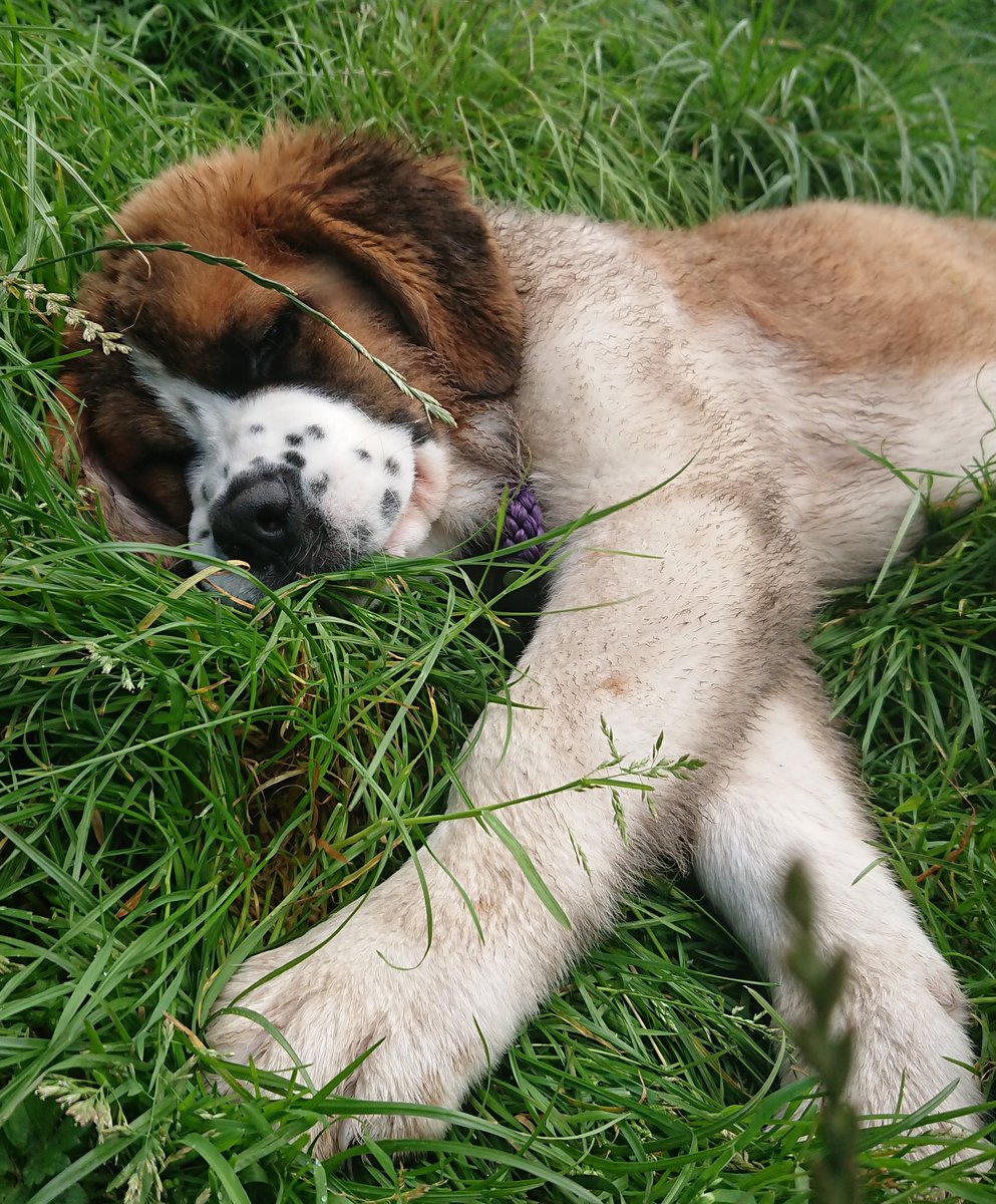WoofWalkies's tweet photo. I know we shouldn't have favourites but the camera loves her 😍

#StBernard #Puppy #Daisy #WoofWalkies #DoggyDaycare #Wrexham #NorthWales #DogsofTwittter https://t.co/3WTkAogiUk