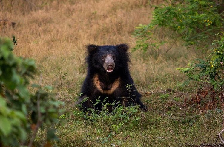 CeylonTours's tweet photo. The cute yet feisty Sri Lankan Sloth Bear is a sub-species of bear that is endemic to this country. Unlike the bigger bears, sloth bears have lankier, longer bodies and a shaggy, dusty, and untidy black coat.
#slothbears #wildlifephotography #wildsrilanka #natgeowild #wildlife https://t.co/JFplVfMboK