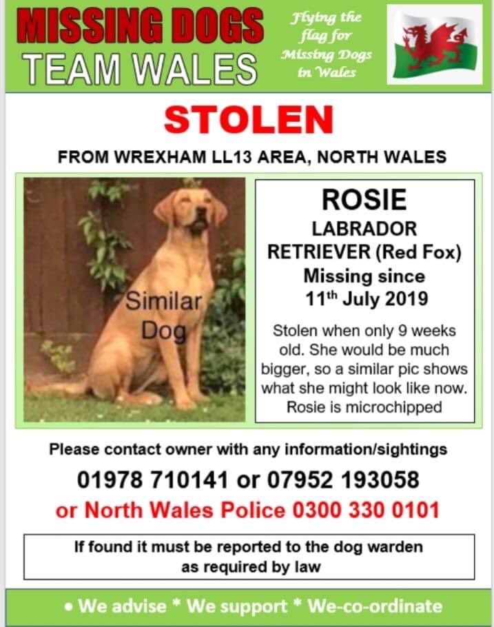 rosiedoc666's tweet photo. 🔻ROSIE #STOLEN 9KS OLD JULY19 #WREXHAM AREA #LL13 🔺️
She would now look like the one in poster/CHIPPED if any1 knows any1 that bought a Red #Lab since that date..pls advise to get scanned asap!
https://t.co/OrJ5HscNxd
https://t.co/UBUs8WnX8A
Heartbreaking 💔 only a baby 😞🏴󠁧󠁢󠁷󠁬󠁳󠁿 https://t.co/RSKTD2P4DQ