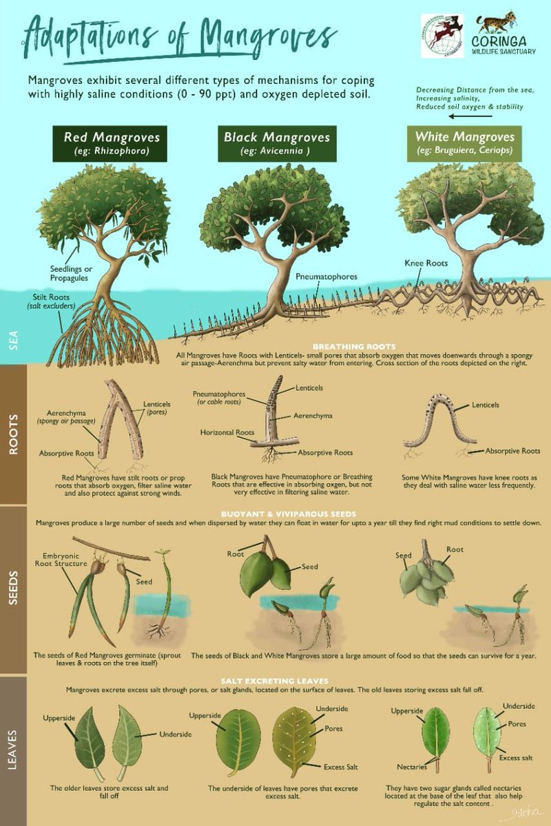 Mangroves have specialised to such difficult conditions by developing adaptations like root projections defying gravity called pneumatophores, elongated root called stilt roots, growing of seedlings on the tree itself called viviparity, salt glands to secrete salt etc.
