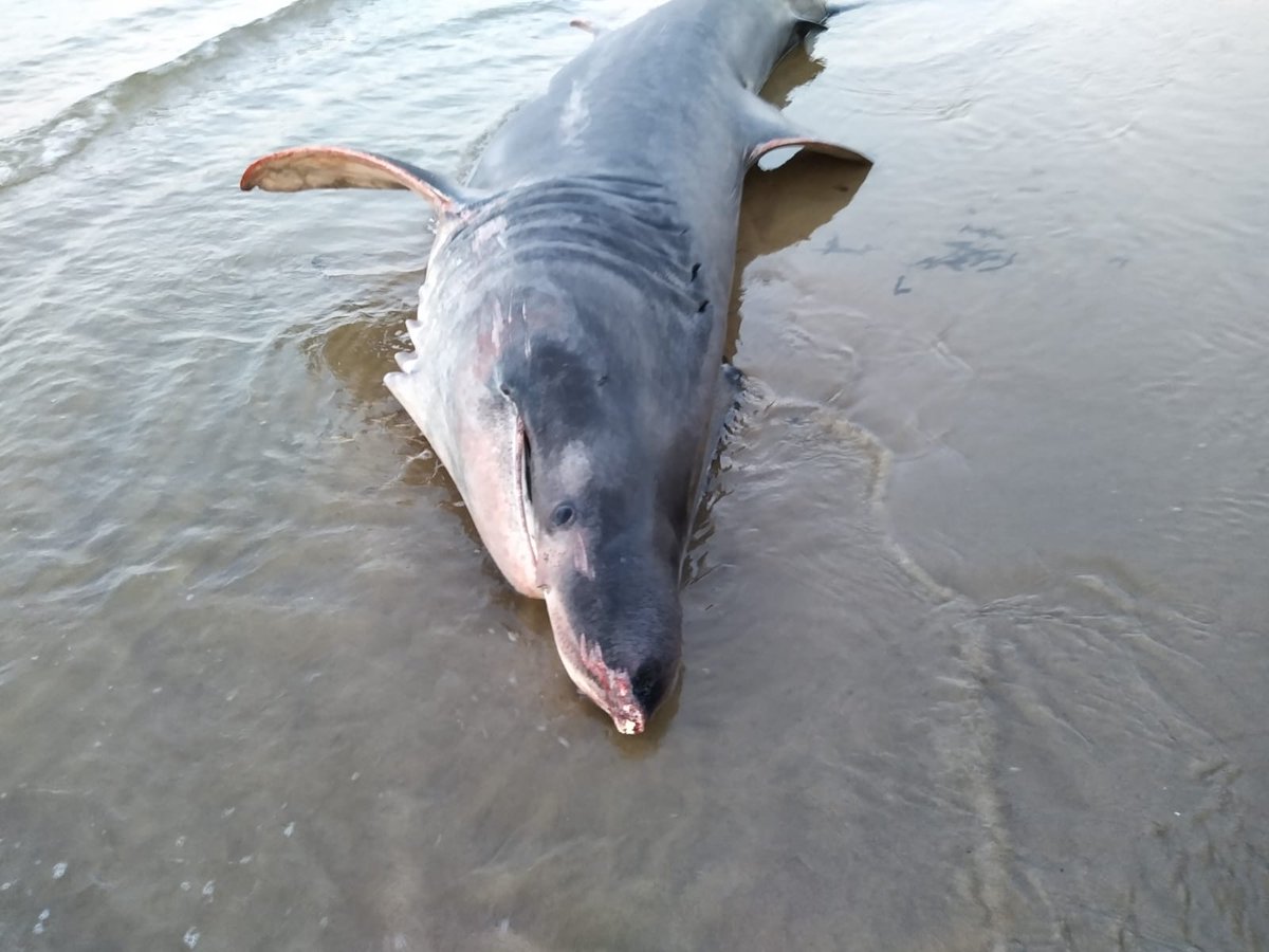 Basking shark was found live stranded on Thursday in Filey, North Yorkshire. Initially refloated by members of public, but after restranding and assessment, was euthanised by a local vet. Body recovered and held for examination and sampling  #CSIoftheSea