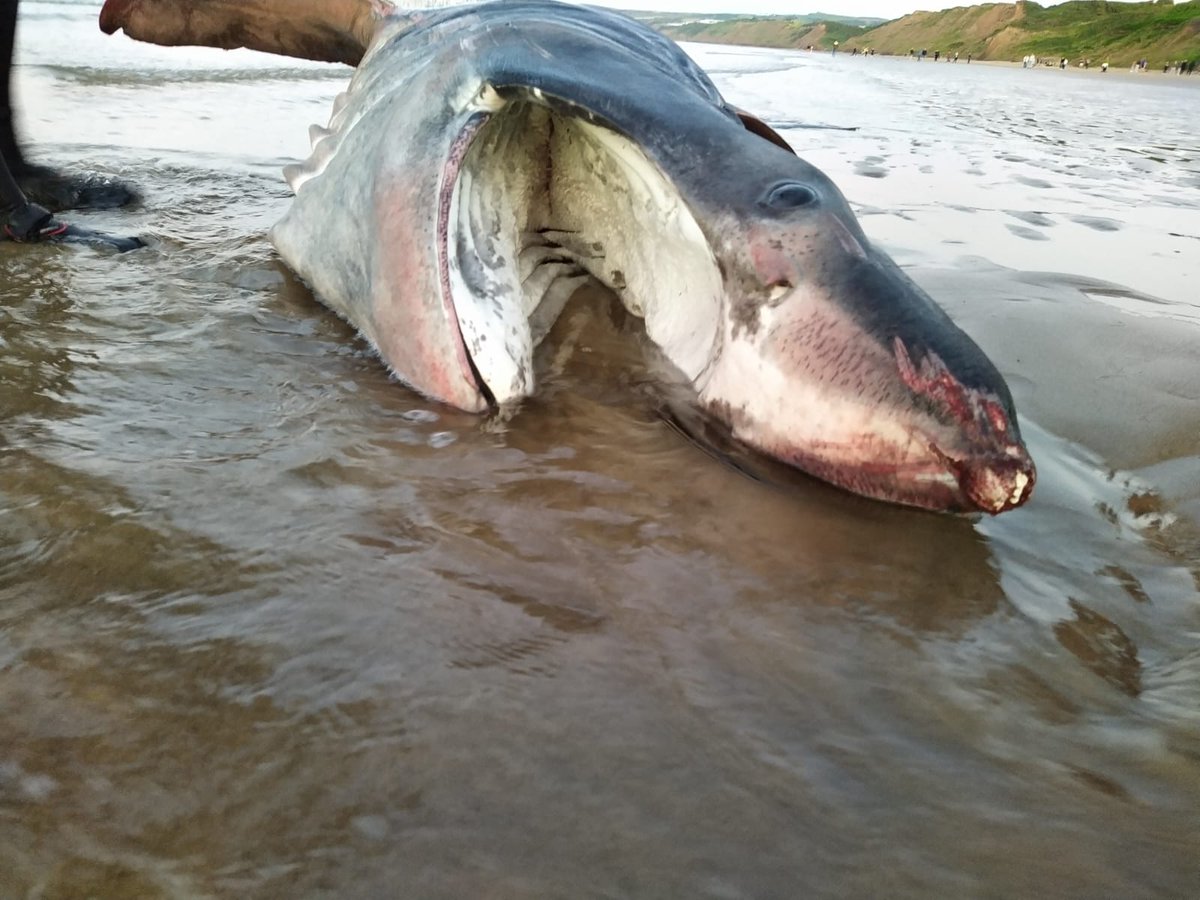 Basking shark was found live stranded on Thursday in Filey, North Yorkshire. Initially refloated by members of public, but after restranding and assessment, was euthanised by a local vet. Body recovered and held for examination and sampling  #CSIoftheSea