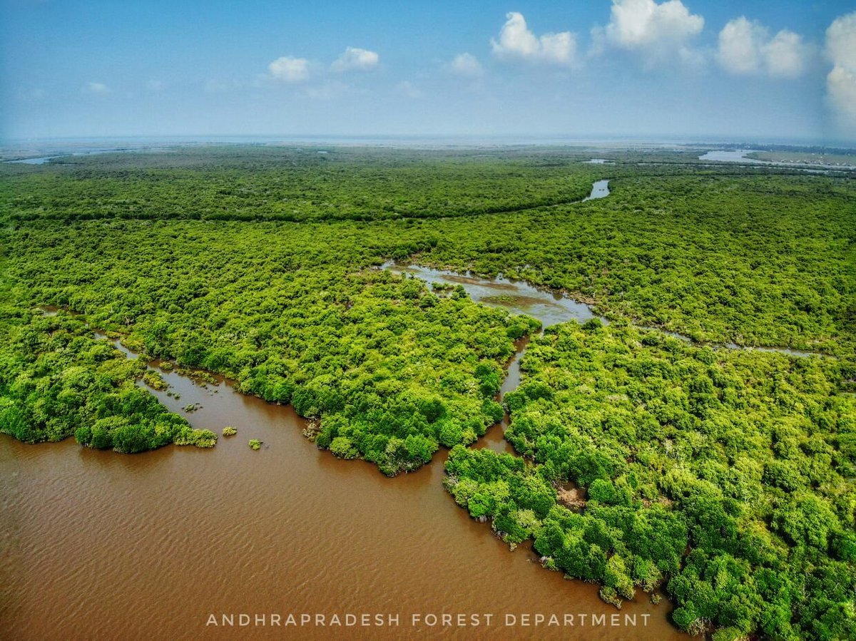Mangroves have been subjected to heavy destruction and exploitation. Perhaps their importance was released with scientific advances and lot of focus has been put in conserving the mangroves. Fortunately, the tide is turning and mangroves have seen an increase in area in India.