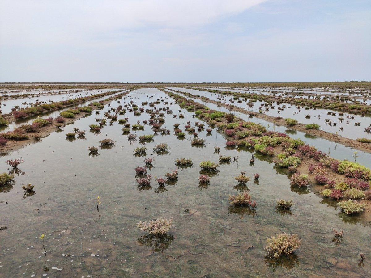 Vast sterile lands are modified into dense green forests with rich biodiversity. Pioneer species like Suaeda come first followed by arrival of crabs which dig the soil and change its character. Mangroves follow them. The entire dynamics change over time. Fish comes next!