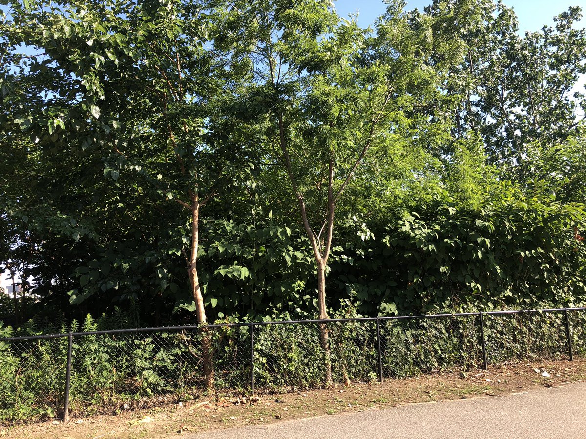wffny's tweet photo. Before &amp; After.
Massacre of Flora&amp;Fauna!
THANKS to ALL elected officials! They did NOTHING to stop it!
@SeawrightForNY @SenatorSerrano @RepMaloney @NYGovCuomo @SheltonHaynes3 @NYSComptroller @RI_Daily @NY1 @fox5ny @CBSNewYork @NBCNewYork https://t.co/ROUTw44glC