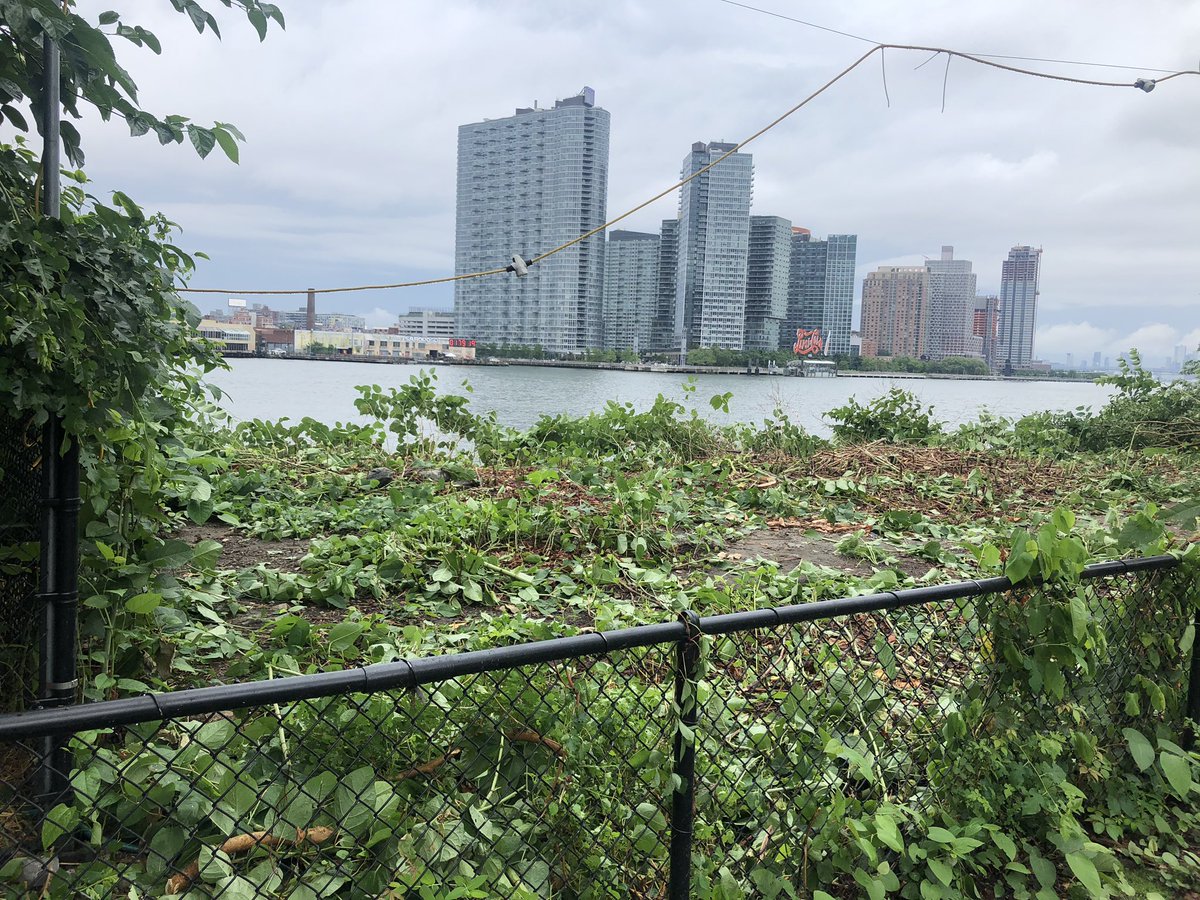 wffny's tweet photo. Before &amp; After.
Massacre of Flora&amp;Fauna!
THANKS to ALL elected officials! They did NOTHING to stop it!
@SeawrightForNY @SenatorSerrano @RepMaloney @NYGovCuomo @SheltonHaynes3 @NYSComptroller @RI_Daily @NY1 @fox5ny @CBSNewYork @NBCNewYork https://t.co/ROUTw44glC