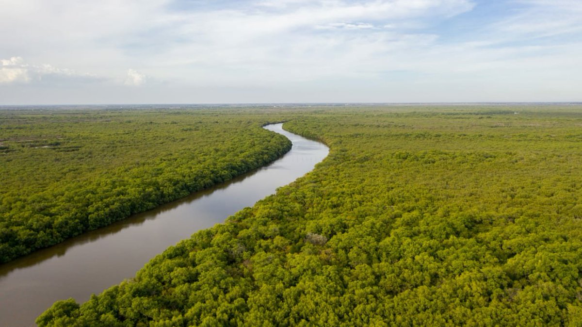 On the occassion of the International Day for the Conservation of the Mangrove Ecosystem, I wish to bring the work done on the ground in restoring the mangroves.Mangroves are basically the vegetation growing in the estuarine conditions where the river meets the sea.