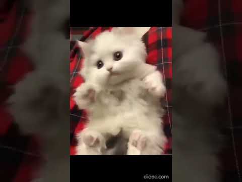 MeowMoeDotCom's tweet photo. Funny #Cats Funny and Cute #Cats #4
#Cats #Cat #Kittens #Kitten #Kitty #Pets #Pet #Meow #Moe #CuteCats #CuteCat #CuteKittens #CuteKitten #MeowMoe #AbyssinianCats #AmericanShorthairCats #BabyKitten #BritishShorthair #CatfunnyCats #CuteCats
https://t.co/k9IoeepSEJ https://t.co/IElytixY1u