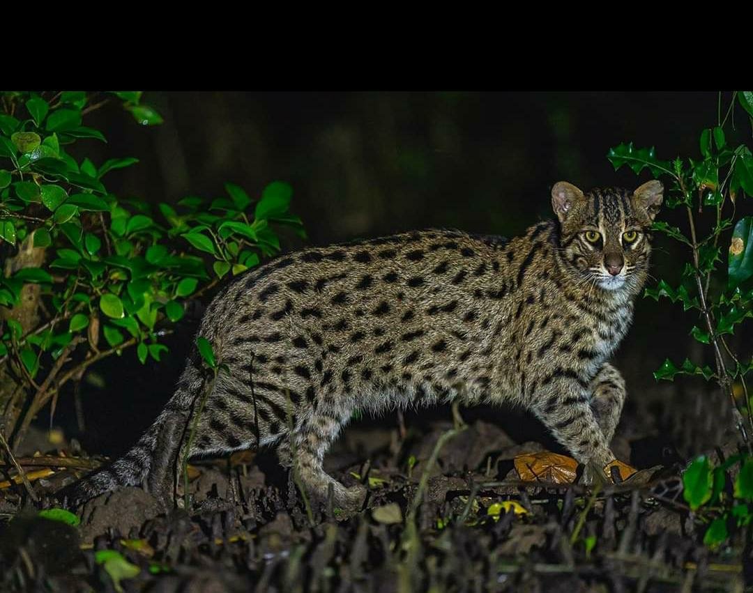 Fishing cats are the apex predator in these wetlands. They are highly elusive and nocturnal. Not much is know ln about them. Needs more studies to ensure their conservation. Fishing cats have been estimated in Godavari mangroves of Andhra. They number around 115.
