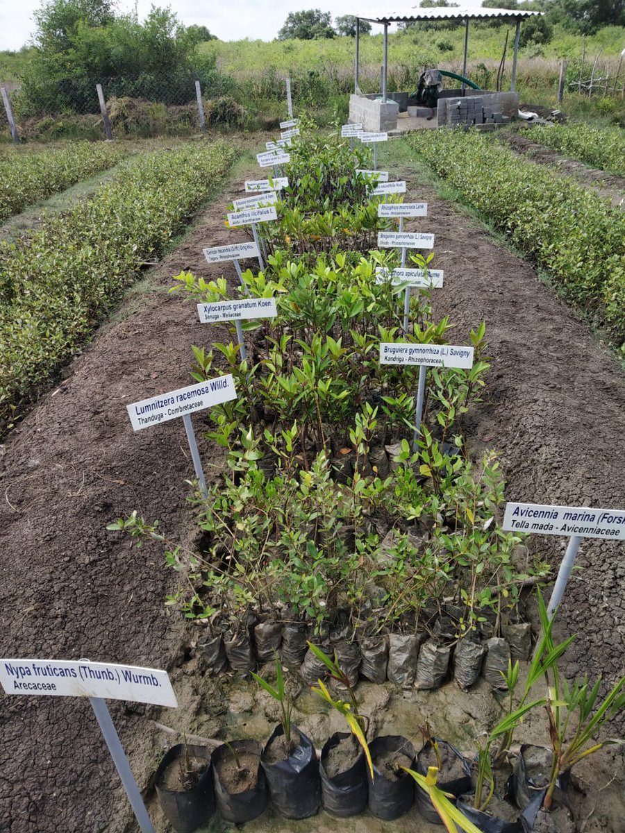 In order to protect the genetic diversity of mangroves, the Mangrove Genetic Resources Conservation Centre has been established at Coringa WLS. It boasts of 30 mangrove species brought from from different parts of country.