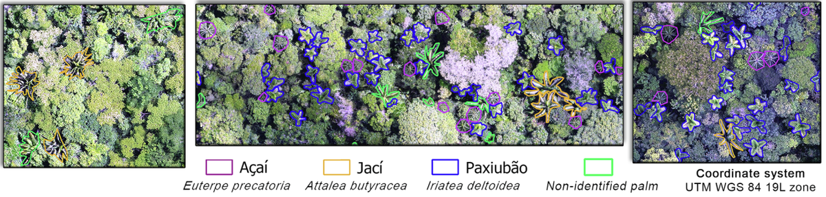 mpferreira3's tweet photo. 🌴Can we automatically identify different species of #Amazonian tree palms in RGB images acquired by a low-cost #UAV? Yes, with #DeepLearning! 

Check out our new paper at:

https://t.co/5iChFymMGk

Thanks @nvidia for GPU donation @ime1792 @EmbrapaAcre @ESALQMidias #Amazonia https://t.co/lZBORkJRy3