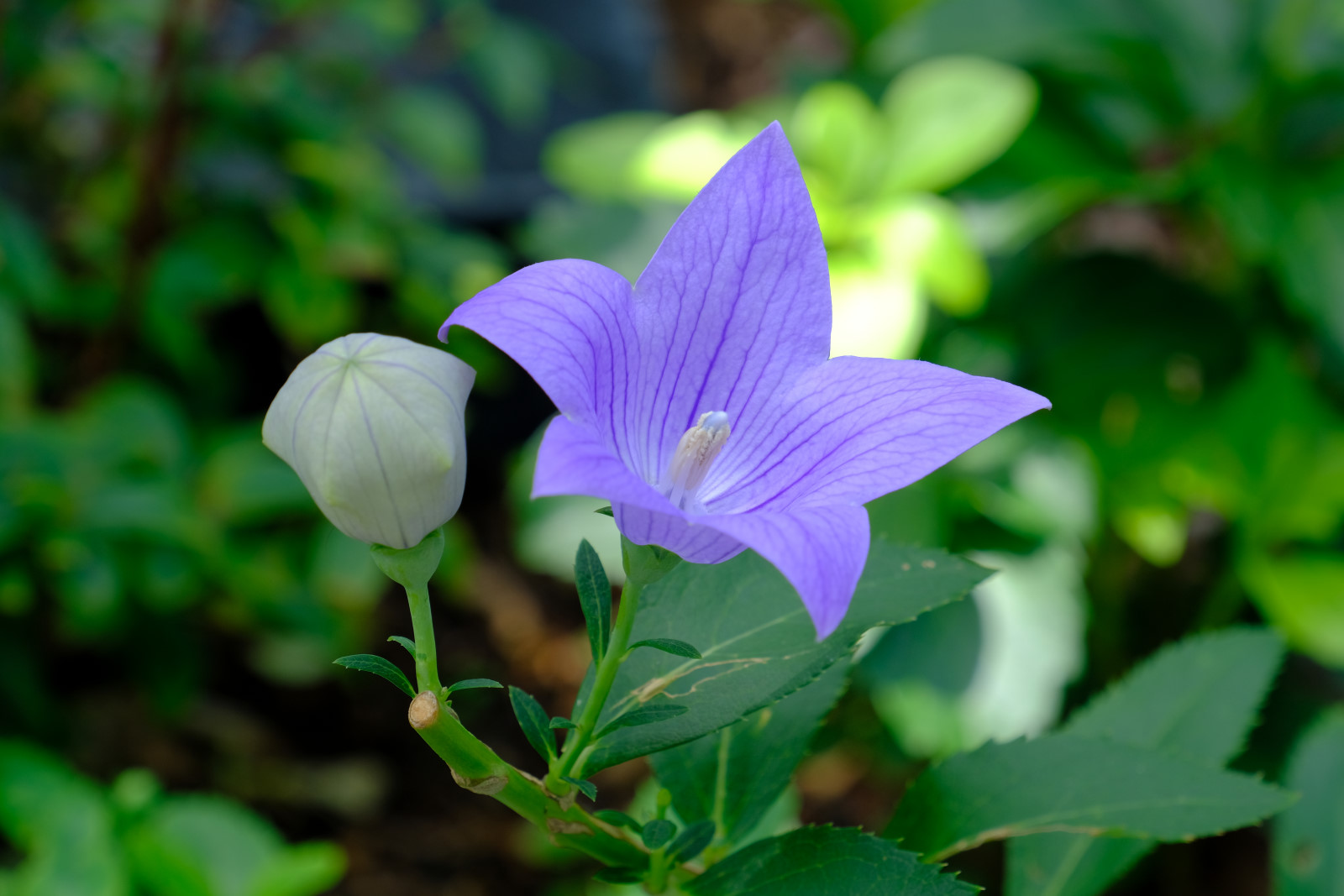 ぷくぷくタッケー タッケー散歩道256 キキョウ 桔梗 英語ではballoon Flower 風船花 これは蕾が紙風船が膨らんだような形だから 風水では仕事運をアップするらしいよ 桔梗の根は漢方薬にもなるし 涼し気な青紫の花は 役に立つ優れものです