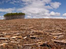 forestar247's tweet photo. Los bosques ayudan a reducir la vulnerabilidad del país a los desastres naturales https://t.co/0wXHrCS9vm  @annyjerezp @rafc51 @giovannida @IngLuisBonilla  @PankyCorcino @mateonova06 @Nelsonbautista  @ROQUE25330223 @AnaMariaPerezC8 @faustorosario @LuisTorres_RD @EuricSanti https://t.co/PwVkSWZAJo