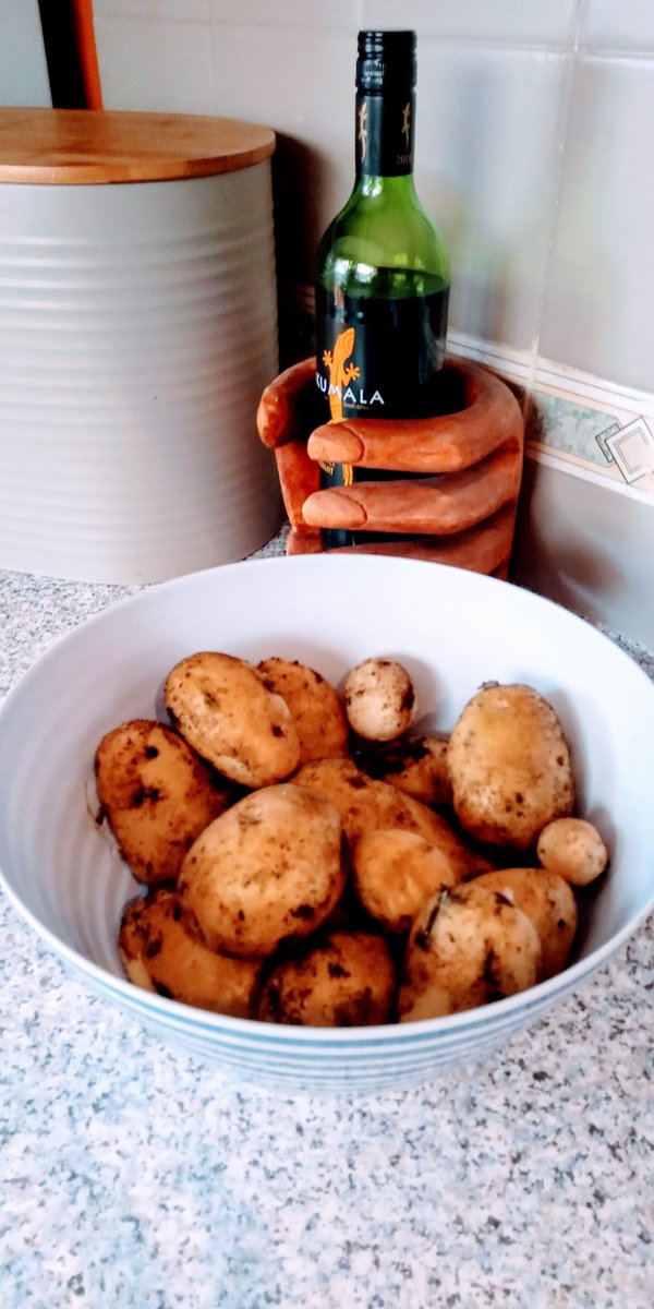 WritesRachael's tweet image. Second plant.. Dauphinoise Potatoes coming up.. #patchtoplate #garden
