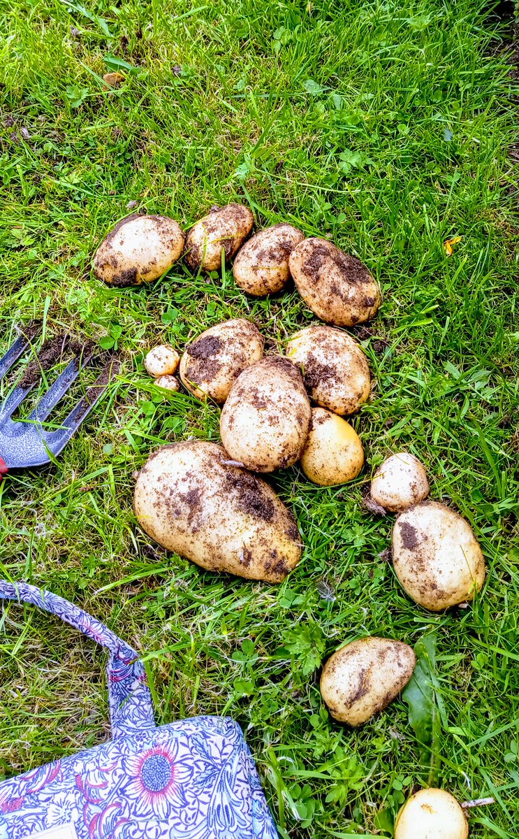 WritesRachael's tweet image. Second plant.. Dauphinoise Potatoes coming up.. #patchtoplate #garden