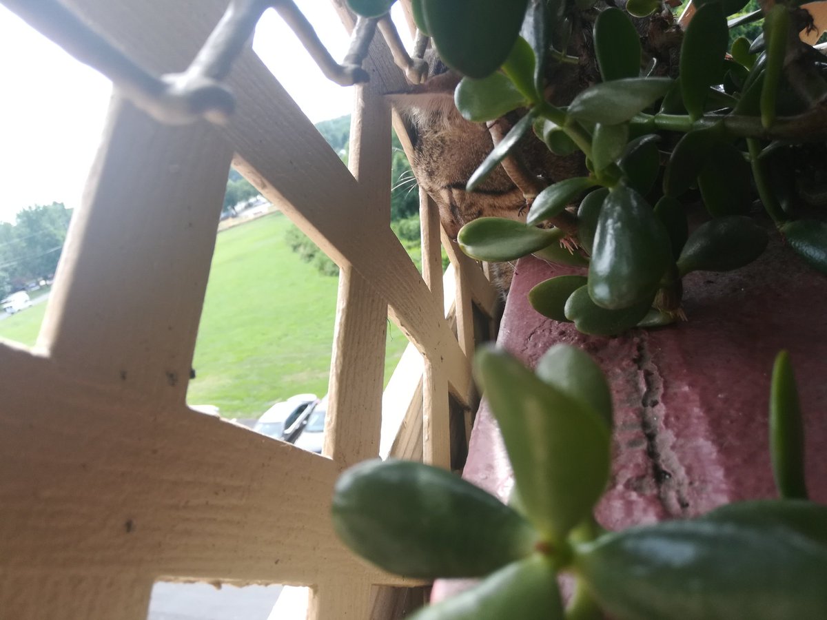 alesszimm's tweet photo. Back when I was still in grad school, I used to walk home along the #PaintBranch River and would chill there for some alone time.
Since I graduated I've been #WFH, so the balcony has been my hangout when I want a change from being inside all day. (I miss commuting?!) https://t.co/RwLwS0DoAP