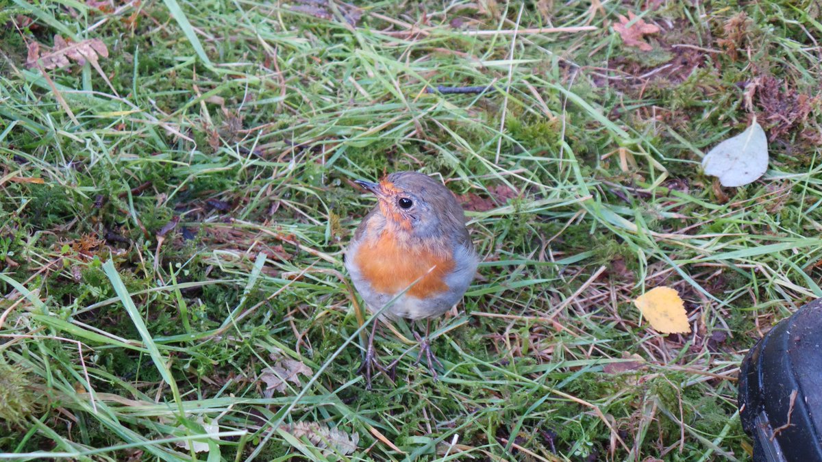 xpressdel's tweet photo. Heading back up #GlenNevis to my car after doing the #RingofSteall. Sitting snapping bright red mushroom, this little fellow came right up to me. Held breath&gently brought camera up hoping it was going to hop onto my boot. #Amanitamuscaria #FortWilliam #Mamores #Polldubh Falls https://t.co/86L5LD8kF0
