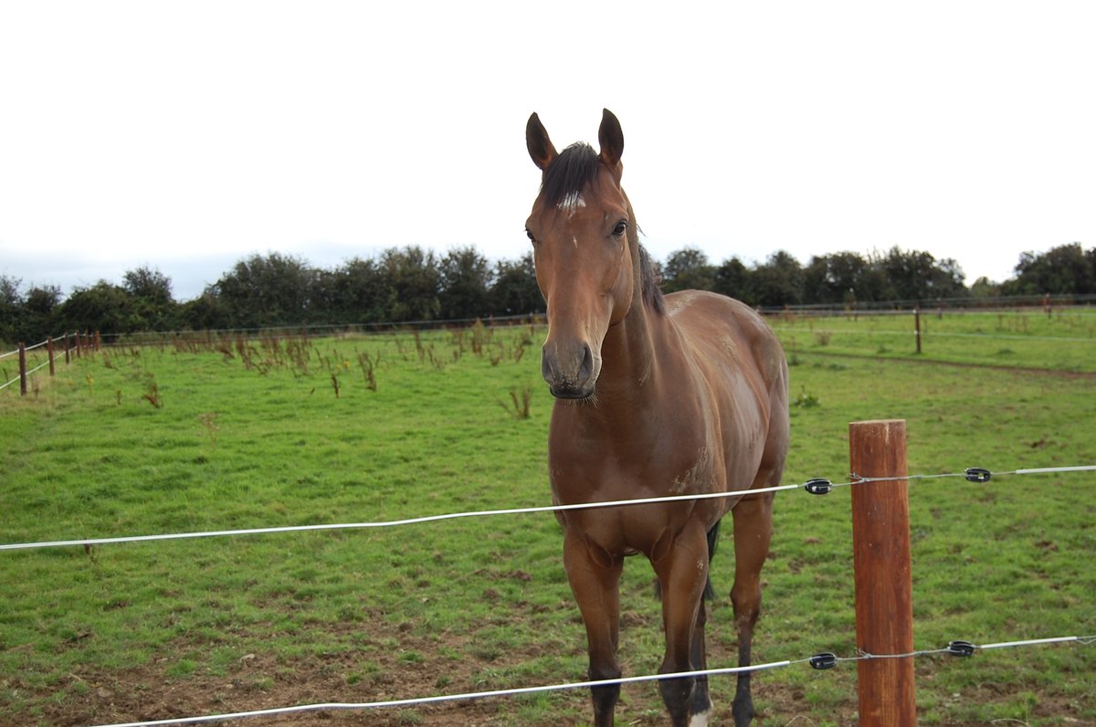 DaveStevos's tweet photo. Looking forward to watching Twenty Minutes at the Curragh later for @denglish_racing and @dannysheehy99 Hopefully he builds on his last effort and comes back safe and sound. #OneForTheLads https://t.co/CvEsSpz2A6