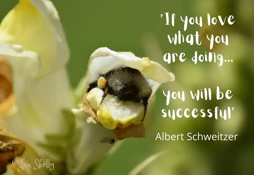 Love what you do! #sundayvibes #SundayThoughts #quote #quoteoftheday #Binspired #inspiration #Mindfulness #AlbertSchweitzer