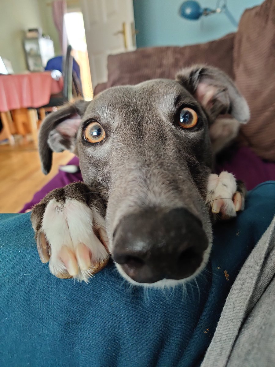 TessAndDolly's tweet photo. Happy sleepy Sunday frens 🐽❤️ #tessthegrey #greyhound #greyhoundlove #rescuedog #adoptdontshop #retired #greyhoundsofireland #grey #exracer #greyhoundsmakegreatpets
#longdoggo #longdog #pointydog #bagofelbows #sighthound #houndsoftwitter https://t.co/QDNQ59quXF