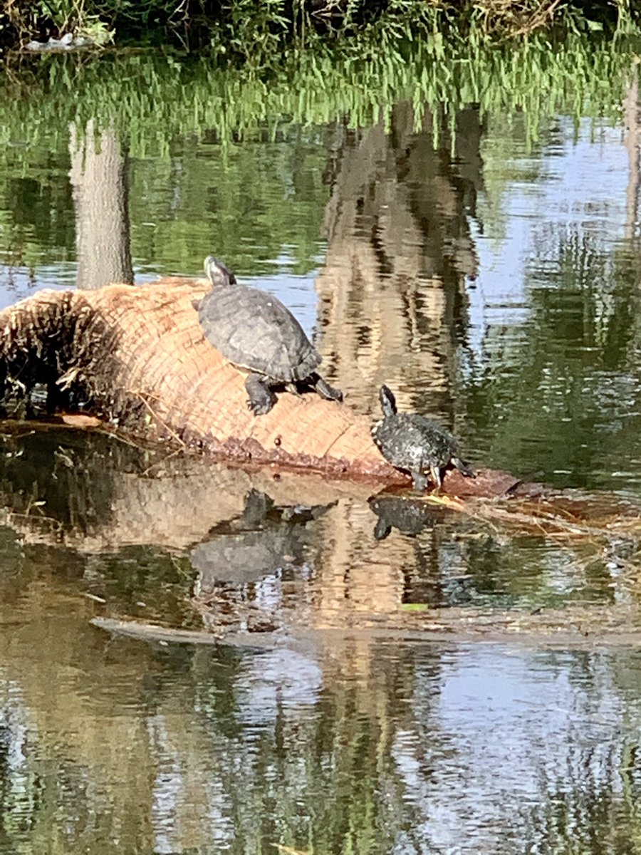 knowleselle's tweet photo. Peaceful walk today through the park. Perfect place to get caught up in a good book. You can find mine here. https://t.co/EjA7IReA0s #wildlifephotography #timetoread #turtles #blueheron https://t.co/2mt1rI7Tzf