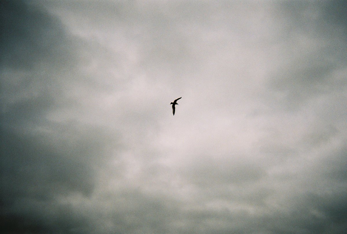 BeautifulDispos's tweet photo. by Royal Kloberdans
#NewYorkCity, #NewYork
April #2019.
#BeautifulDisposable #disposablecamera #35mm #film #filmisnotdead https://t.co/HQwurwRCW7