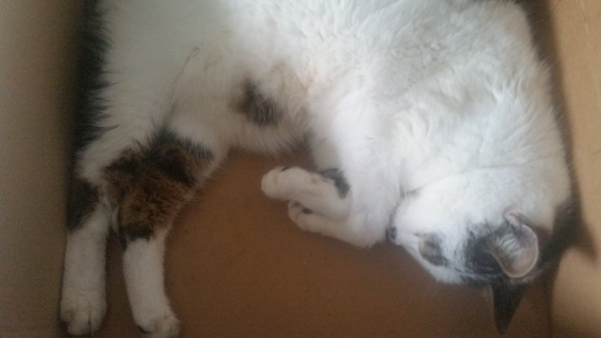 Zoe_G72's tweet photo. My old boy loves his boxes 😻😻😻 https://t.co/XGSnZl1Tfu