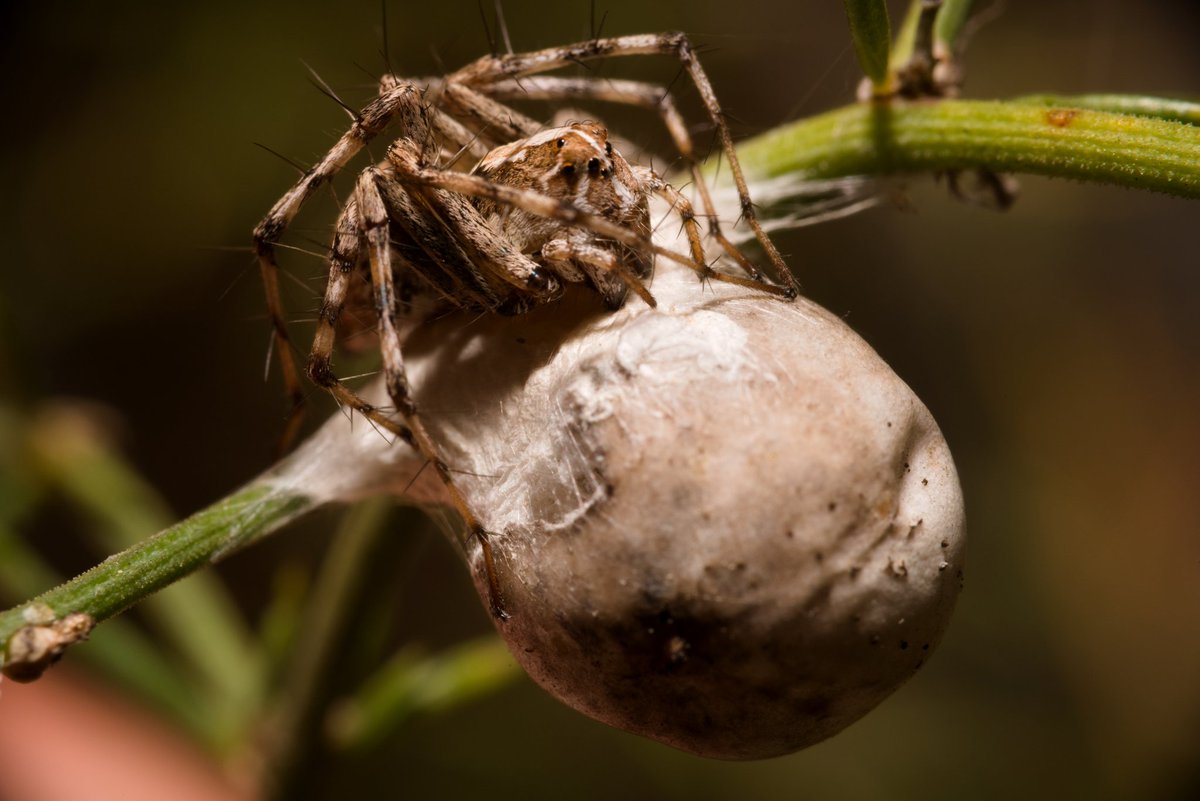 PYoPhotography1's tweet photo. An Oxyopes sp. spider, dead after successfully protecting her (now hatched) eggs, pretty common in female spiders. 
#nature #spider #naturephotography #macro #macrophotography @BBCEarth @natgeowild https://t.co/VlL2neJIjM