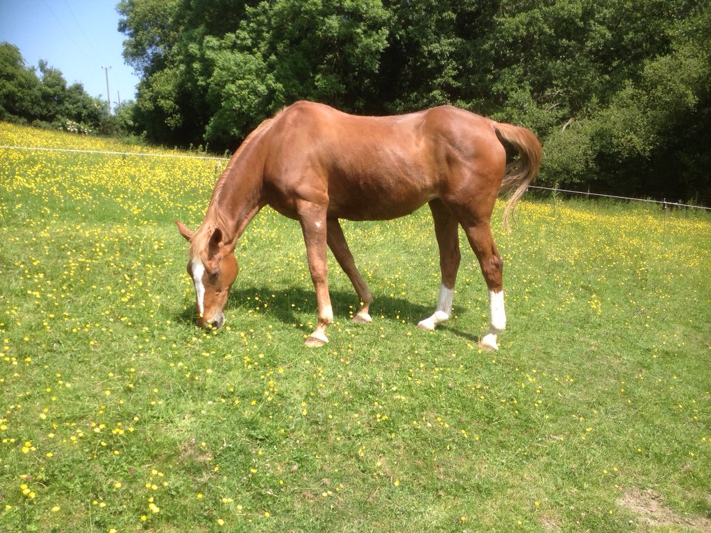 NickyJacques2's tweet image. Sadly wondering how long this old girl has got, usually ok with chronic collapsed suspensory ligament, but acutely lame 4 days, vet says continue extra pain relief and watch/wait few days, tough, age catching up with her, 30 years old #goodfriend #WeHadFun #26YearsTogether 🐴😥