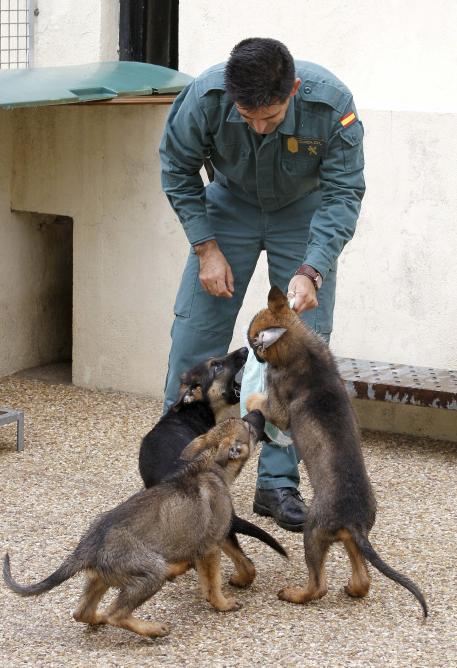 PerrosdBusqueda's tweet photo. Cómo nos gustan los #cachorros, sobre todo si son #perrosdetrabajo #GuardiaCivil https://t.co/Lr7f5hjfbN