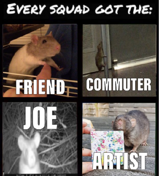 Rats Occasionally Dailyrodents Twitter