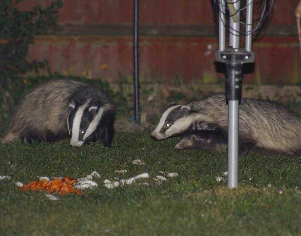 elj89's tweet photo. Beautiful Badgers in our garden 🦡 #badger #nature #wildlife #cute #animallover https://t.co/9g1A8jm4E7