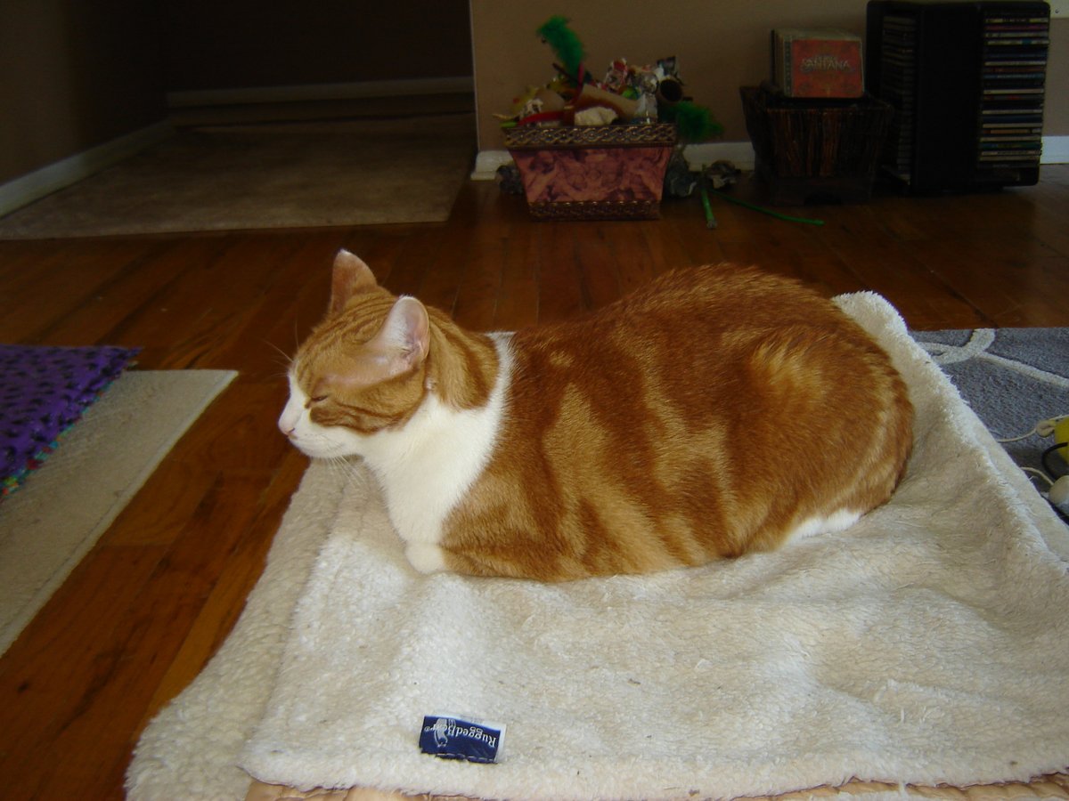 aurora3s's tweet photo. #ZSHQ @catsrule0 @parham1961 @dora_nlk
@BloomNight2 @marisbellamy1 @LindsayPH
@vanessaandcats1 @Palmolive_S_Pan @MauSupercat @GailCarangelo @LBisaillon
Not sure Sunday for kittyLoafs, but me making nice #gingerloaf for lunch, hehehe https://t.co/BAaW3Jsh31