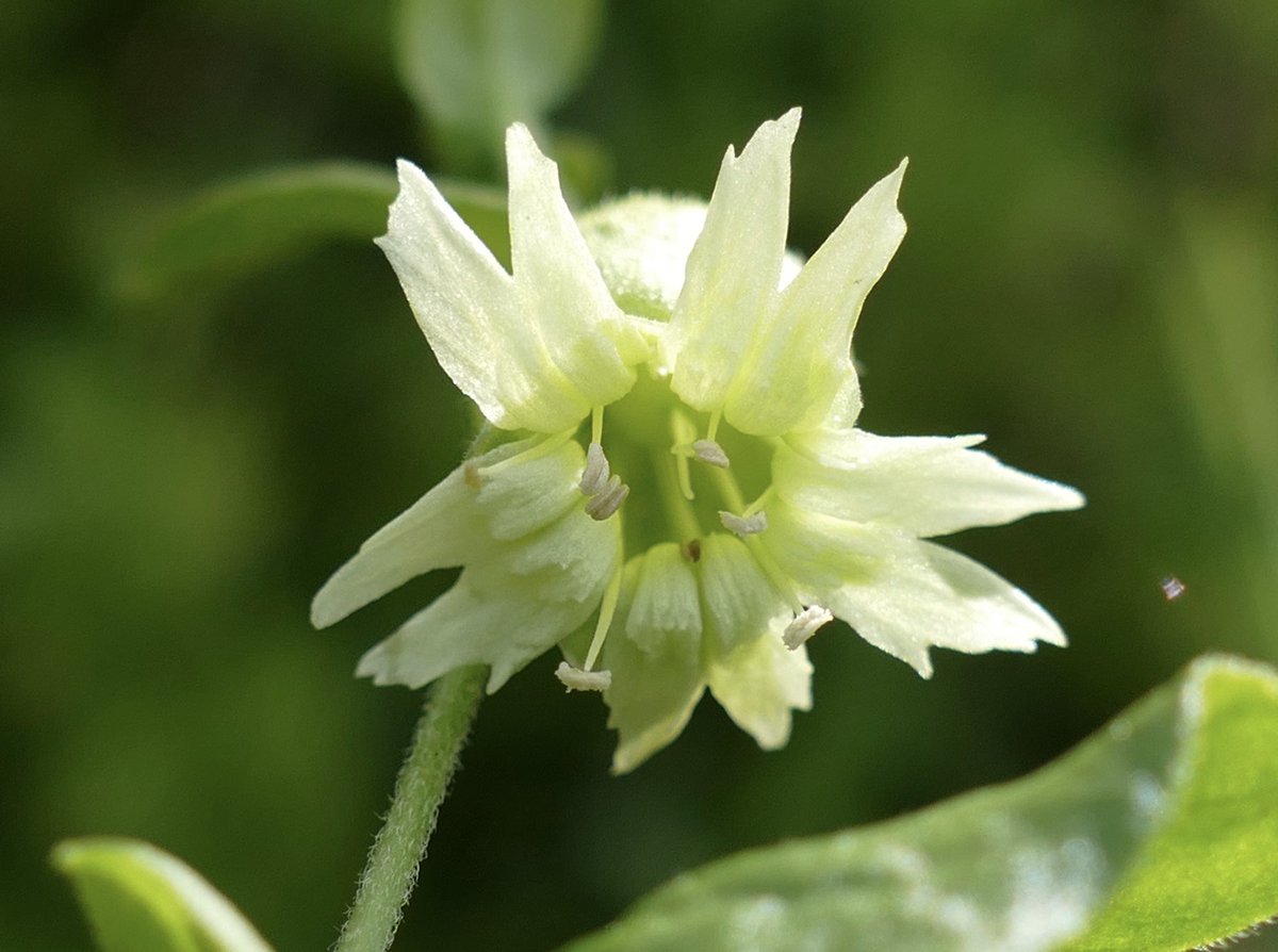 windyhollowscot's tweet photo. Here is a question for my #botanist friends ๐ฟthe #wildflower seeds given to me by @BrianLaney2 a couple of years back have produced gorgeous rare #berrycatchfly patches ๐now selfseeding, when can they be called a โwildโ wildflower? @BSBIbotany @wildflower_hour #wildflowerhour https://t.co/2uEp1vYSyZ