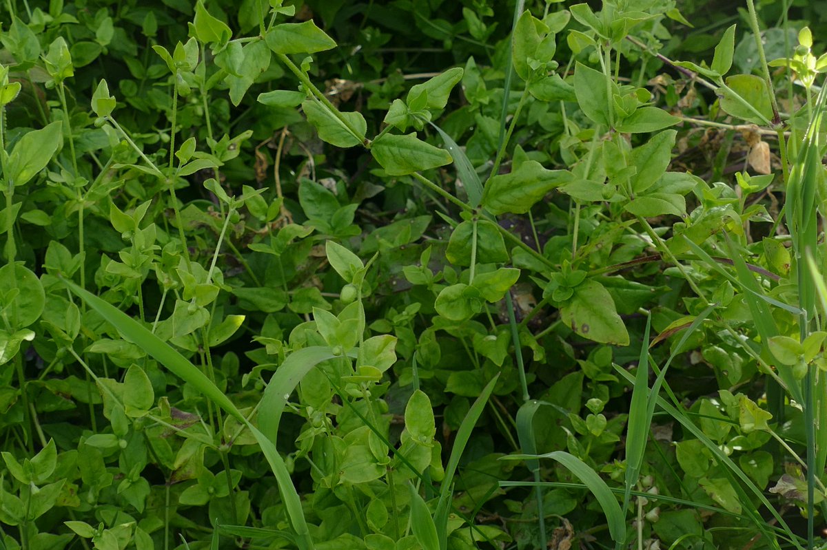 windyhollowscot's tweet photo. Here is a question for my #botanist friends ๐ฟthe #wildflower seeds given to me by @BrianLaney2 a couple of years back have produced gorgeous rare #berrycatchfly patches ๐now selfseeding, when can they be called a โwildโ wildflower? @BSBIbotany @wildflower_hour #wildflowerhour https://t.co/2uEp1vYSyZ