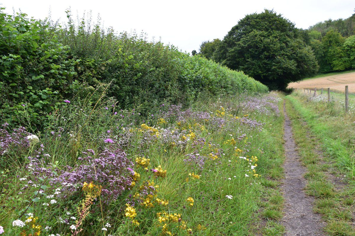 ChilternWoods's tweet photo. Lovely wild flower rich base to this old hedge seen today on a @ChilternsAONB @ChilternSociety suggested walk route near #Fingest for #wildflowerhour @Love_plants https://t.co/GOkSUYHI8n