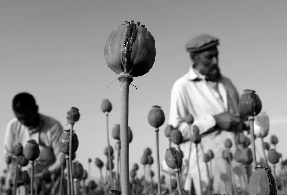 The 'Clowns' Pay Well. In Cash. Cash From Afghan Opium Farming, Wars, Weapons Sales, And Human Trafficking.