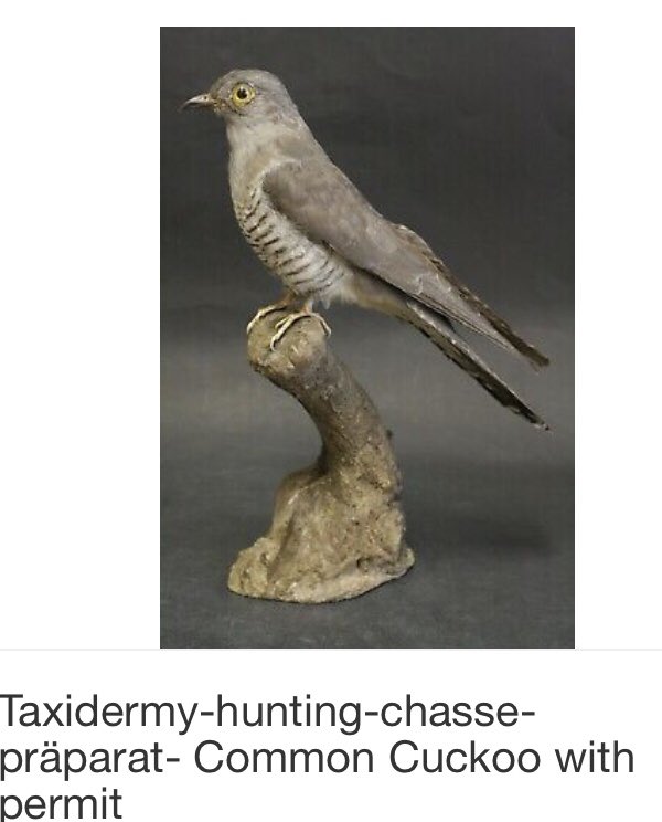 houndtrail's tweet photo. Another mounted Cuckoo (antiquated it says) from Italy for sale 🤔☹️ #oneamonth https://t.co/TUmFJdTDGu